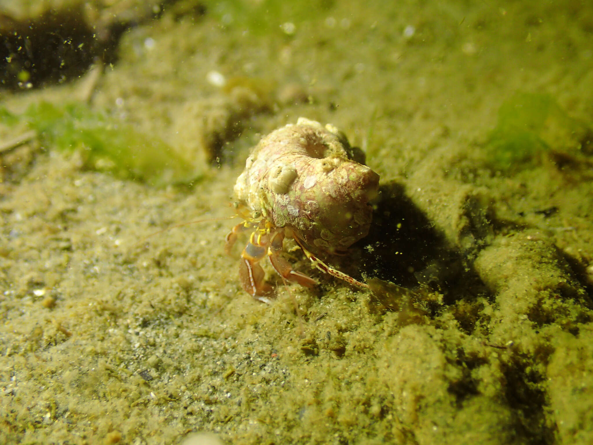 Image de Elassochirus Benedict 1892