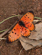 Acraea periphanes Oberthür 1893 resmi