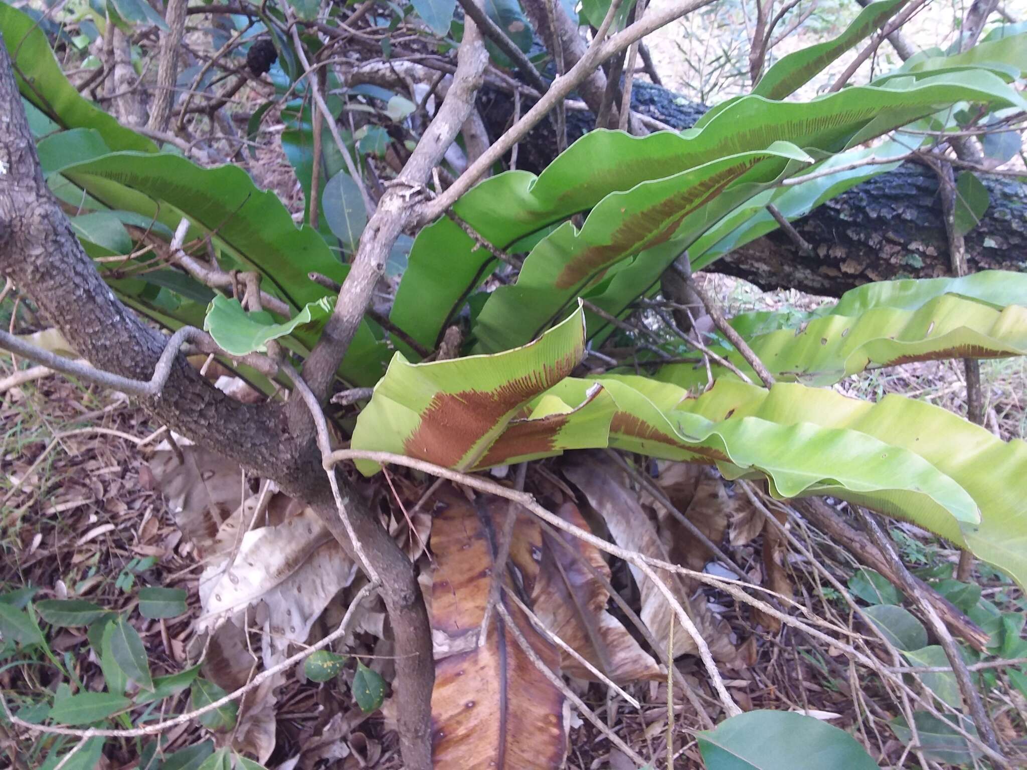 Image of Australian bird's-nest fern