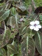 Image of Episcia fimbriata Fritsch