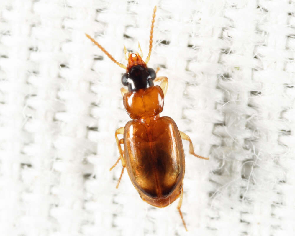 Слика од Perigona (Trechicus) nigriceps (Dejean 1831)