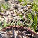 Image of Jamaican Crab Grass