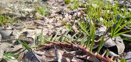 Image of Jamaican Crab Grass