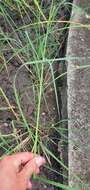 Image of Antelope Grass