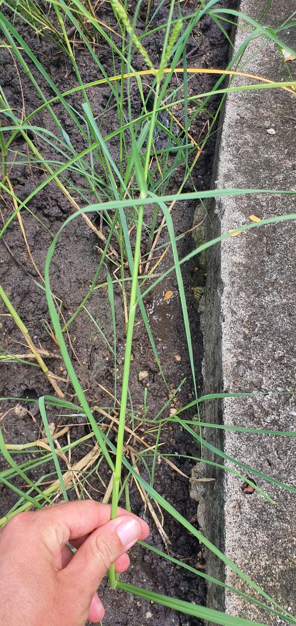 Image of Antelope Grass