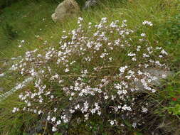 Слика од Gypsophila repens L.