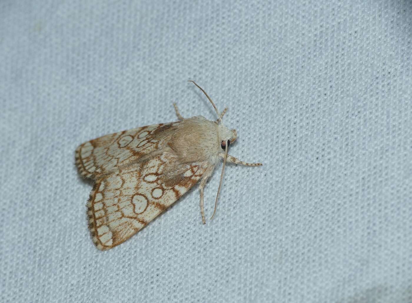 Image of Heart Moth