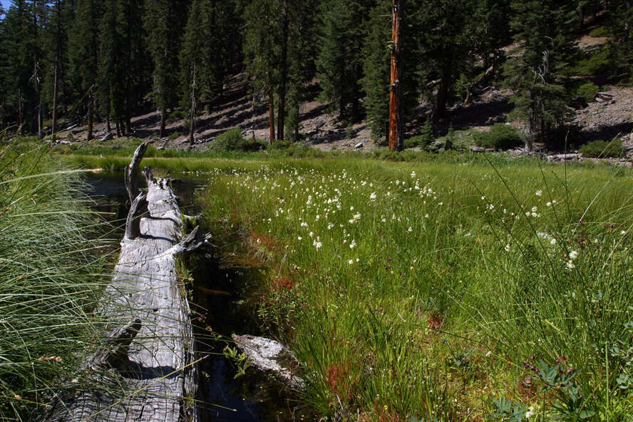 Image of western false asphodel