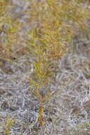 Image de Amsonia ciliata var. texana (A. Gray) J. M. Coult.