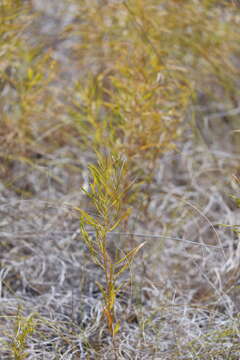 Plancia ëd Amsonia ciliata var. texana (A. Gray) J. M. Coult.