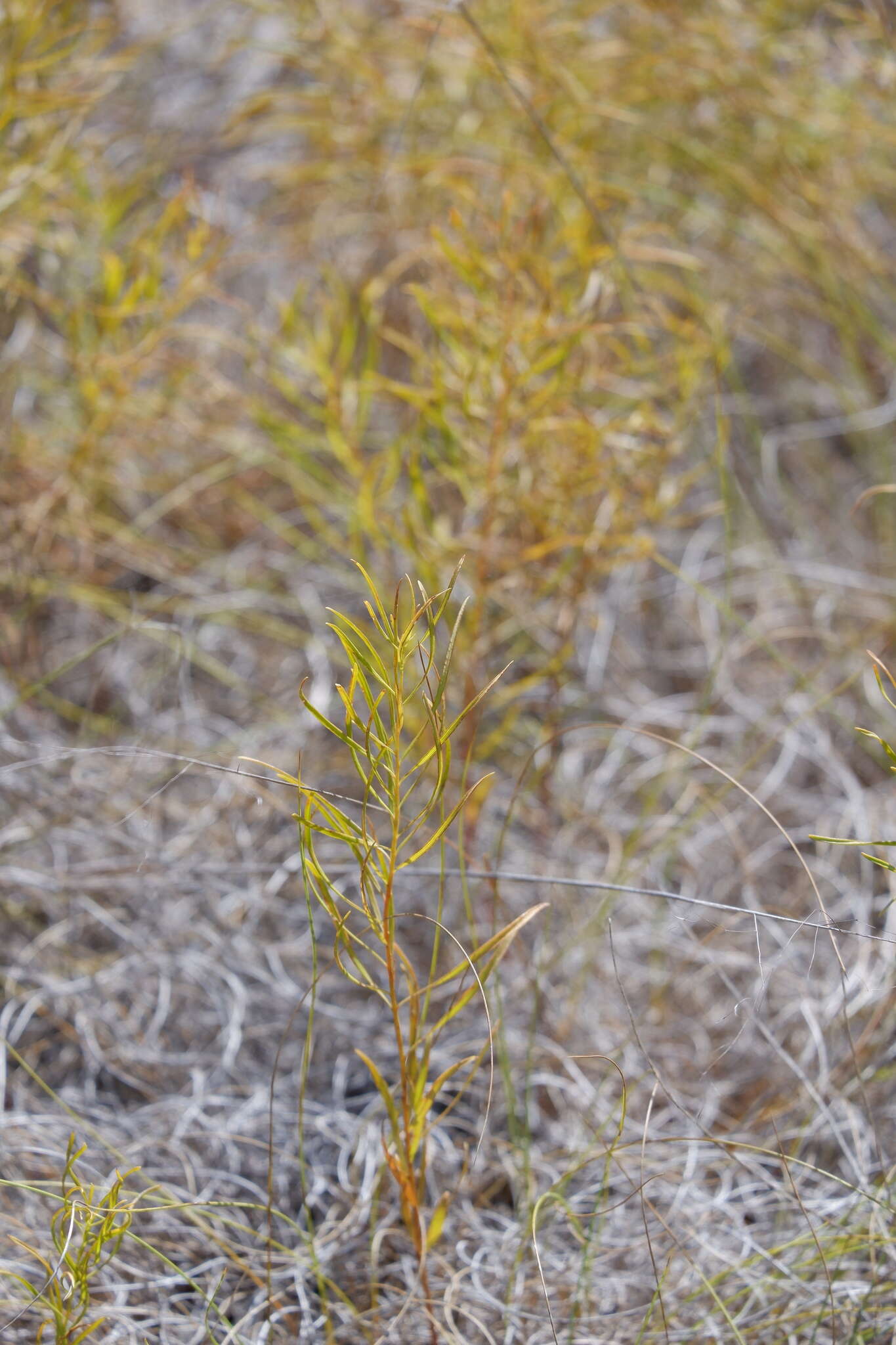 Image de Amsonia ciliata var. texana (A. Gray) J. M. Coult.