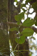 Image of Ponderosa lemon