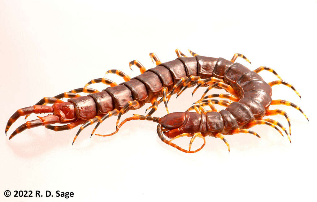 Image of Scolopendra viridicornis Newport 1844