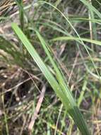 Image of Mauritanian grass