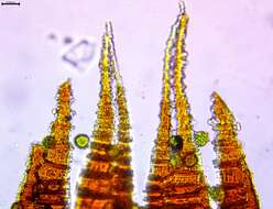 Image of fissidens moss