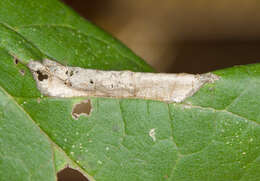 صورة Phyllonorycter celtifoliella (Chambers 1871)