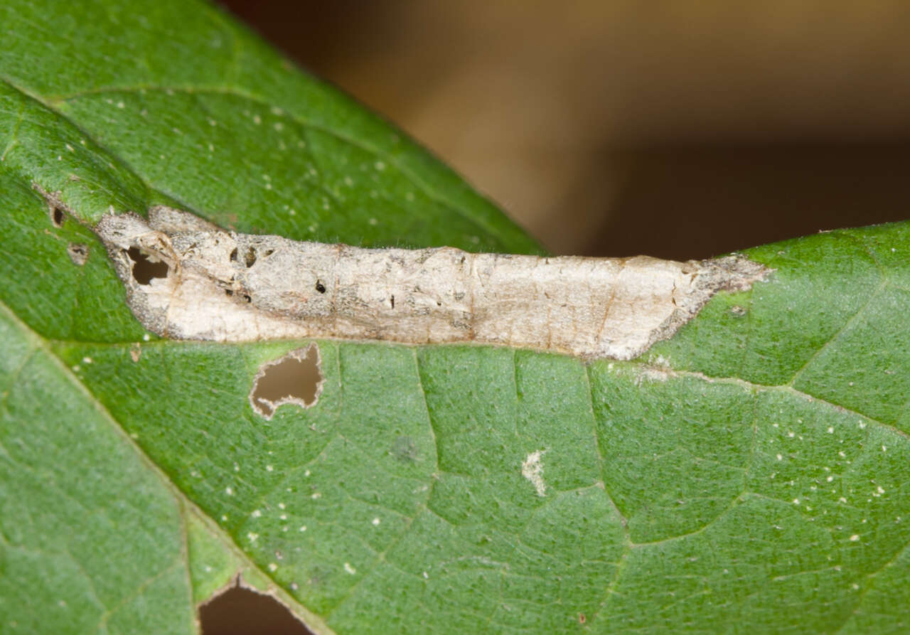 صورة Phyllonorycter celtifoliella (Chambers 1871)