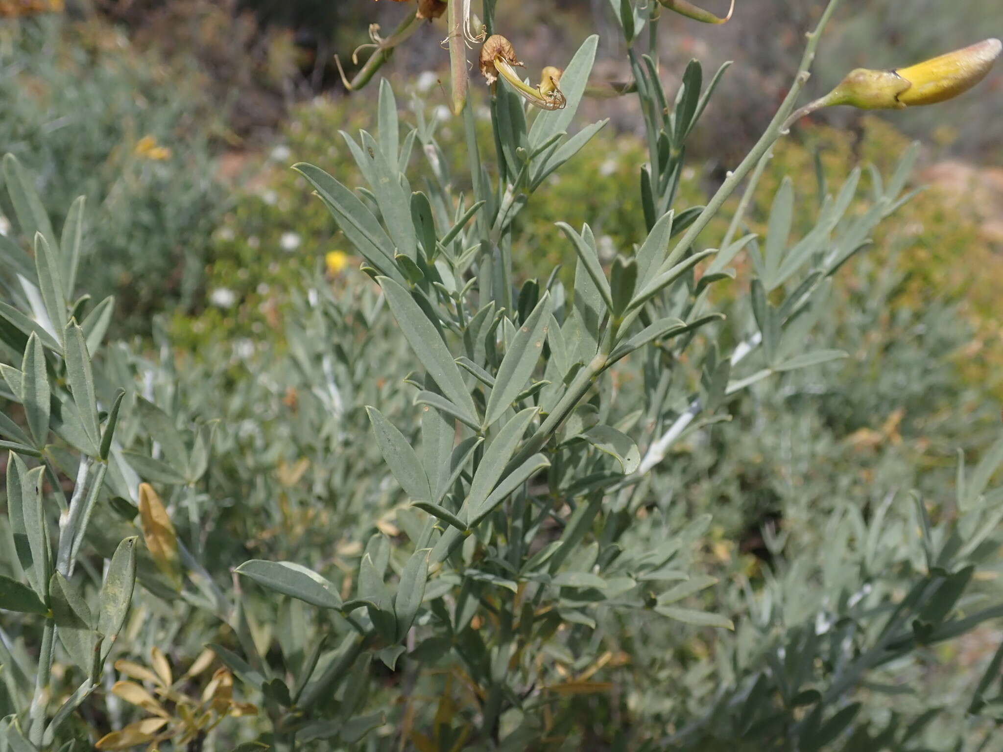 Image of <i>Calobota cytisoides</i>