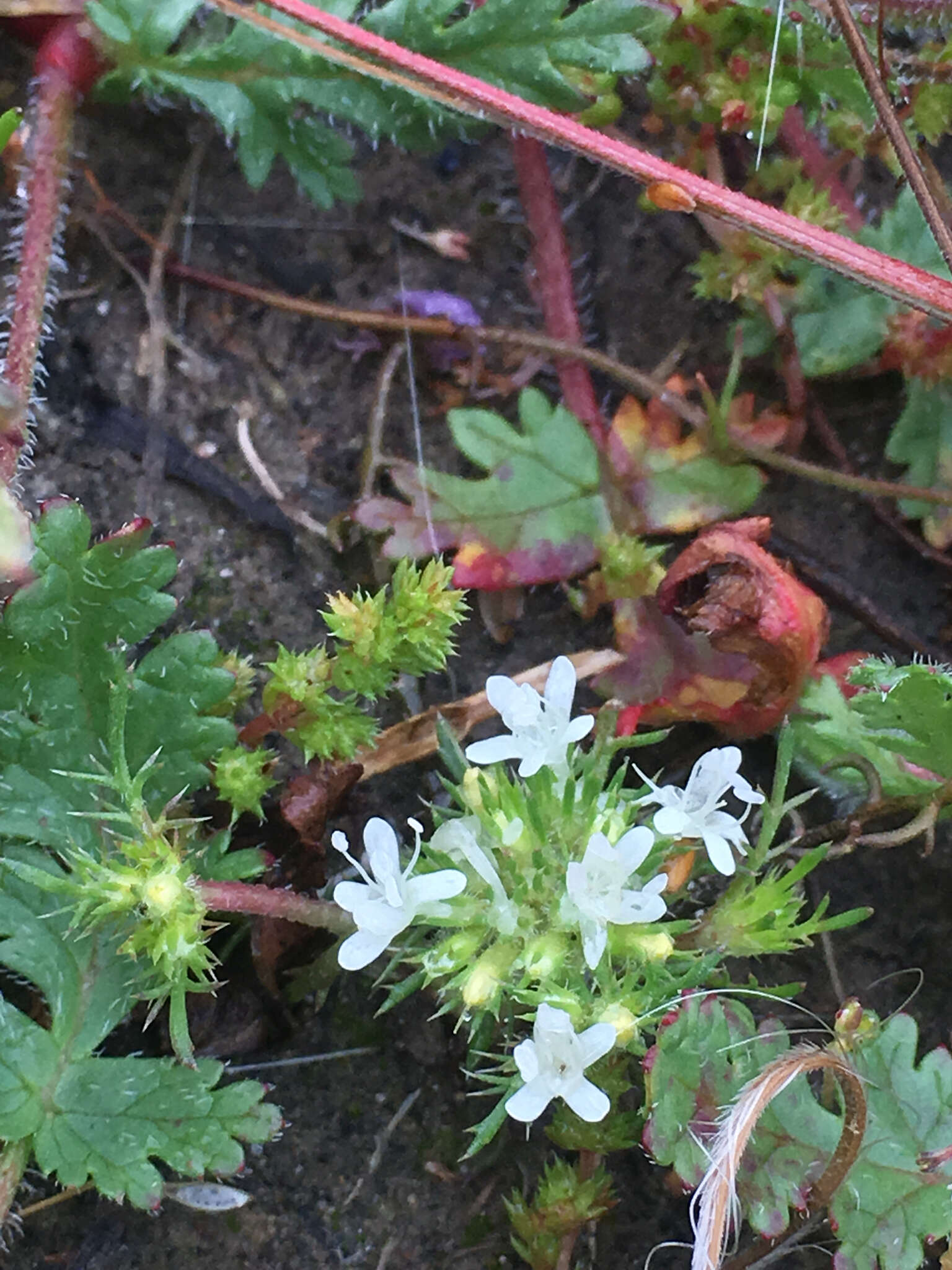 Image of Baker's navarretia