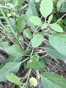 Image of Walter's groundcherry