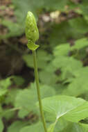 Image of Ligularia fischeri (Ledeb.) Turcz.