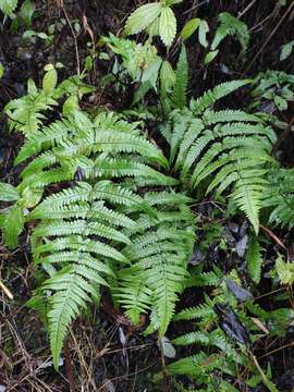 Sivun Phegopteris aurita (Hook.) J. Sm. kuva