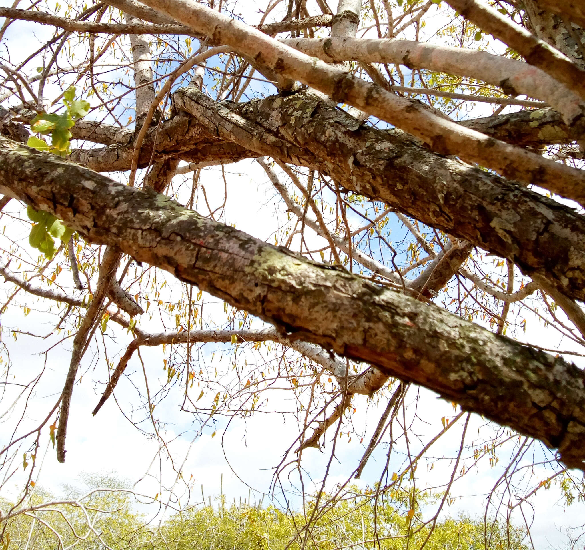 Image of Sebastiania macrocarpa Müll. Arg.