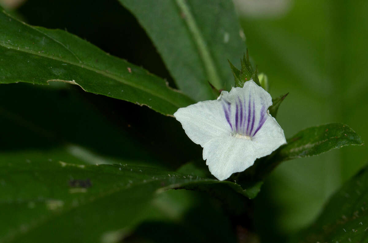 Neuracanthus africanus T. Anders. ex S. Moore resmi