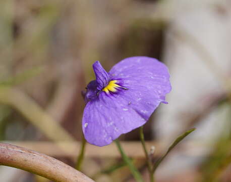 Image of Utricularia beaugleholei R. J. Gassin