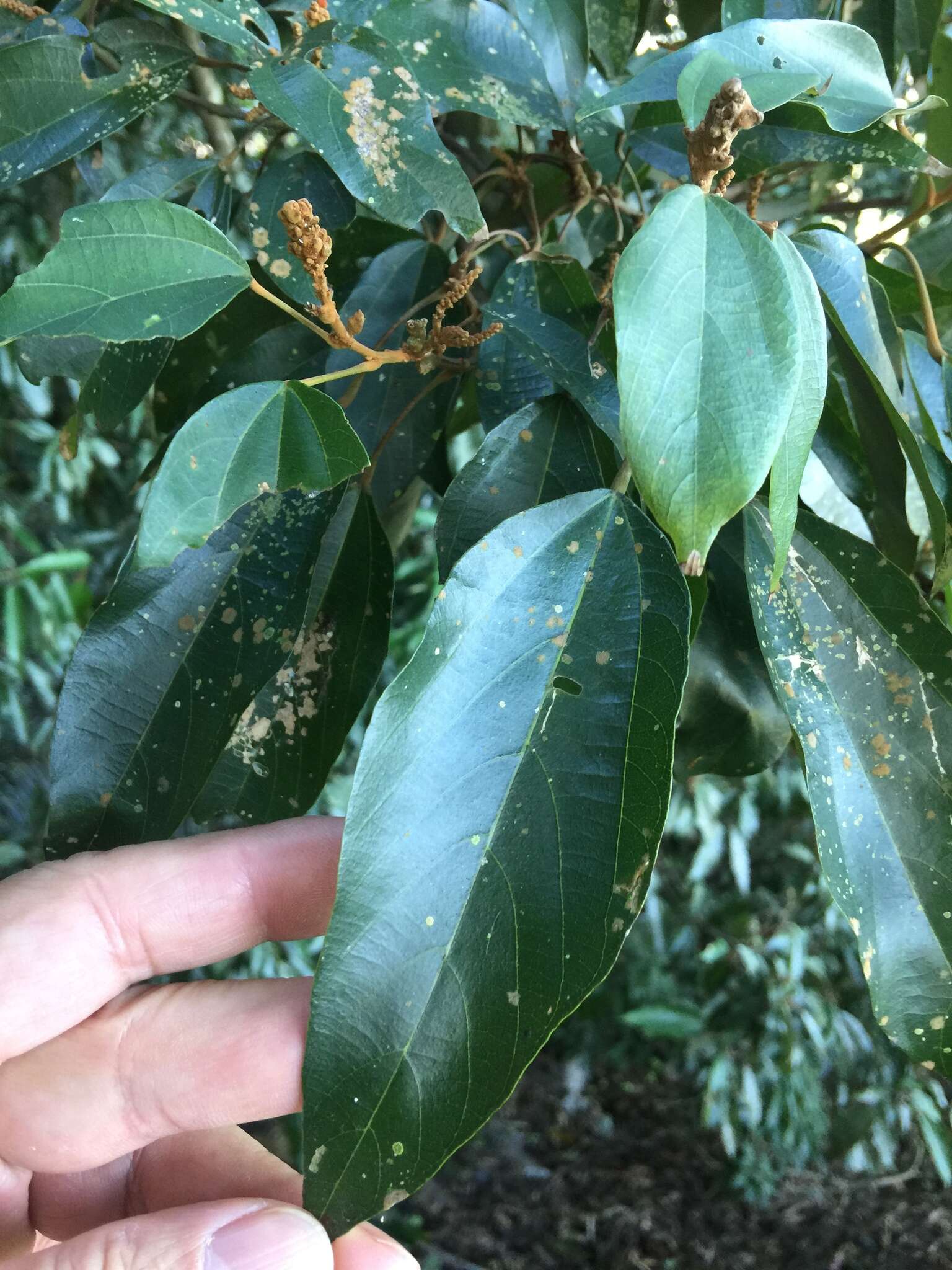 Image of kamala tree