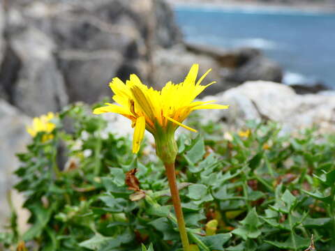 Image of Hyoseris lucida L.