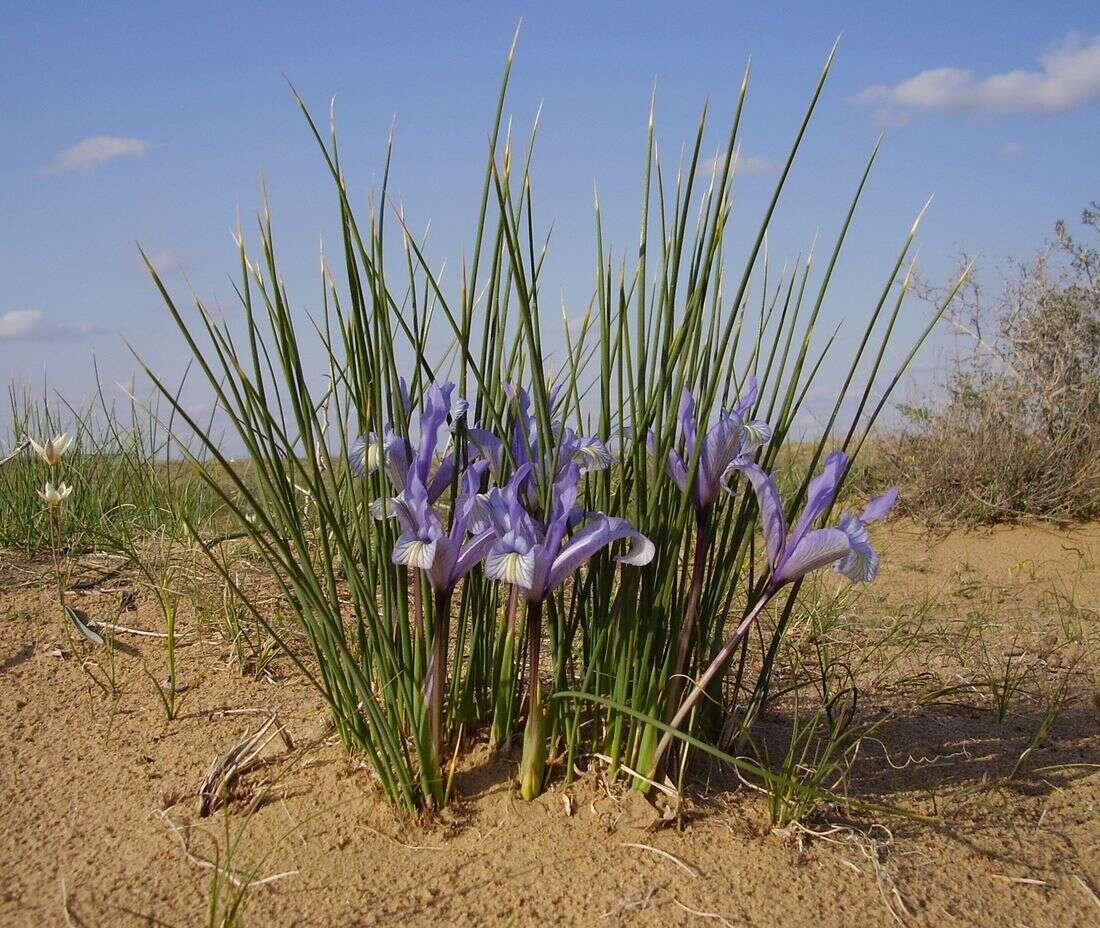 Image of Iris tenuifolia Pall.