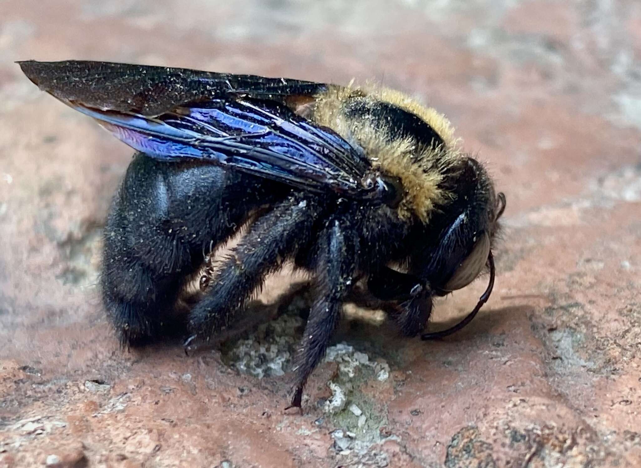 Xylocopa eximia Pérez 1901 resmi