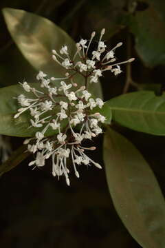 Image of Ixora nigricans R. Br. ex Wight & Arn.