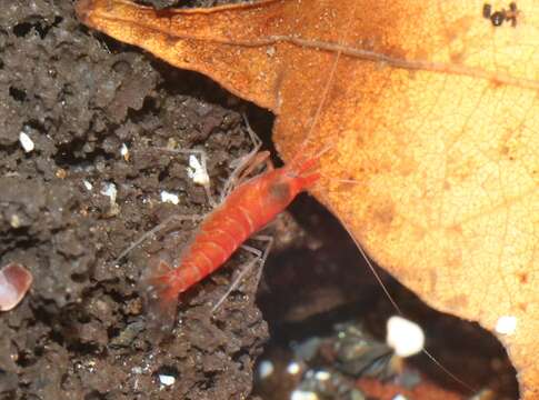 Image of Halocaridina Holthuis 1963