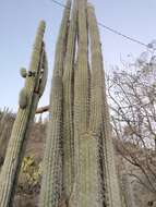 Image of Pachycereus hollianus (F. A. C. Weber) Buxb.