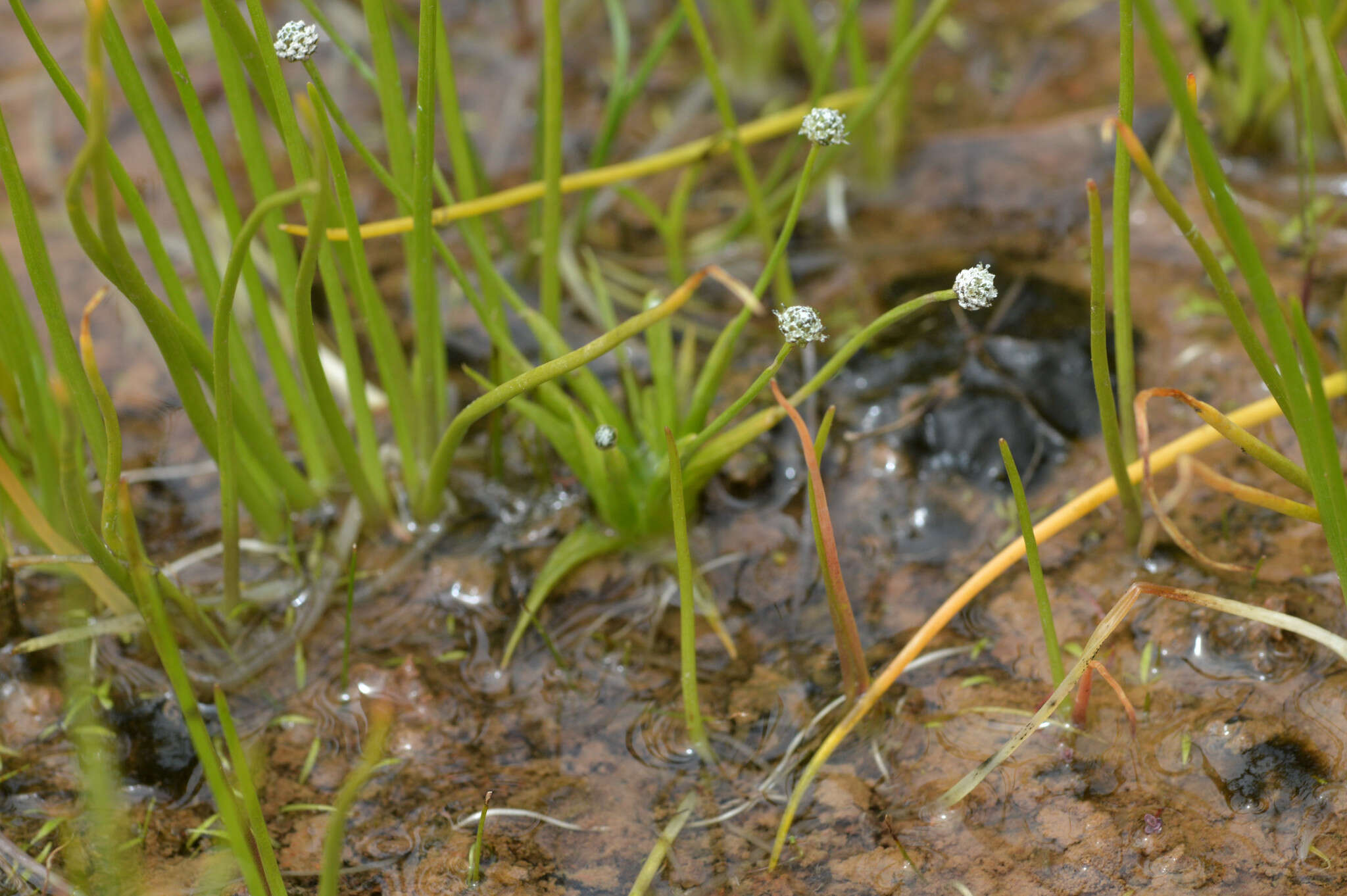 Image of Gulf Pipewort