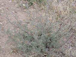 Image of western tansymustard