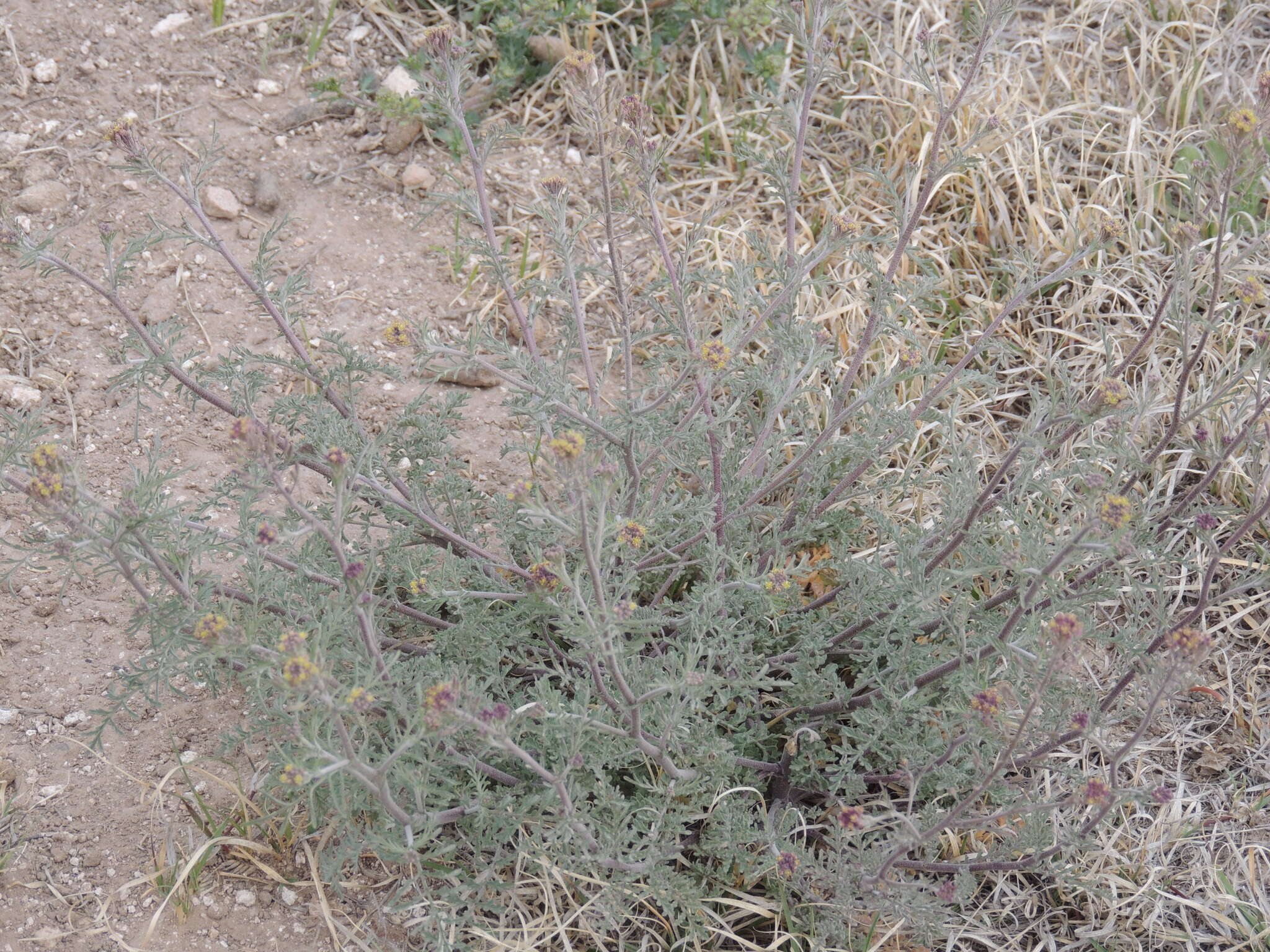 Image of western tansymustard