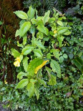 Imagem de Impatiens tayemonii Hayata