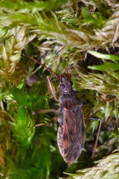 Image of Ozophora occidentalis Slater 1988