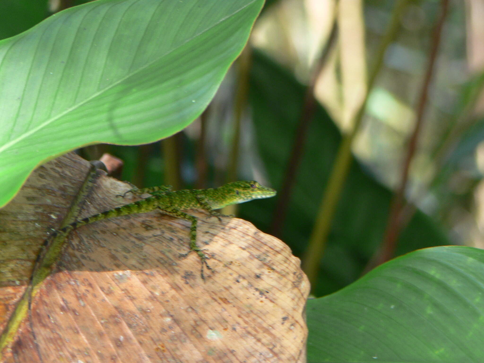 Image of Andes  Anole