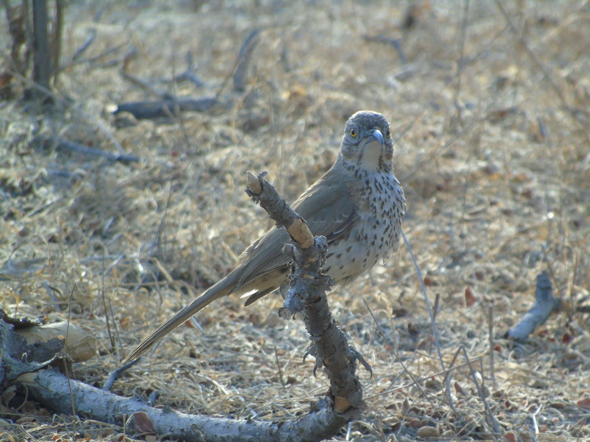 صورة Toxostoma cinereum (Xántus 1860)