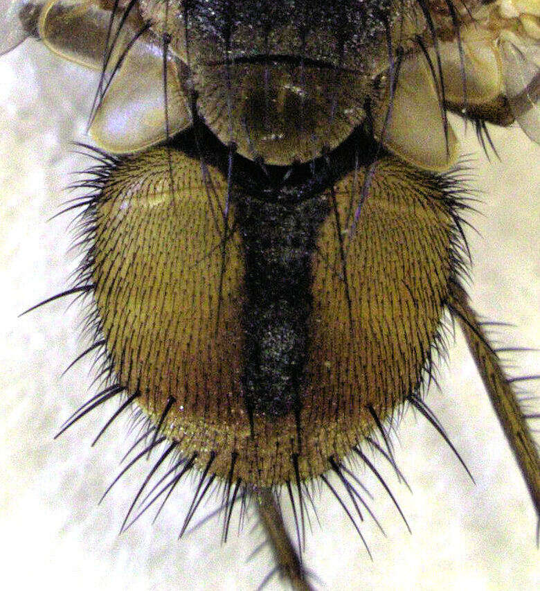 Image of Chaetophthalmus bicolor (Macquart 1848)