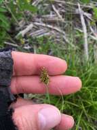 Image of Leavenworth's sedge