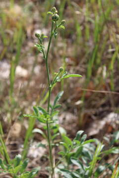 Image of Centaurea salonitana Vis.