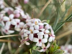 صورة Pimelea alpina F. Müll. ex Meissn.