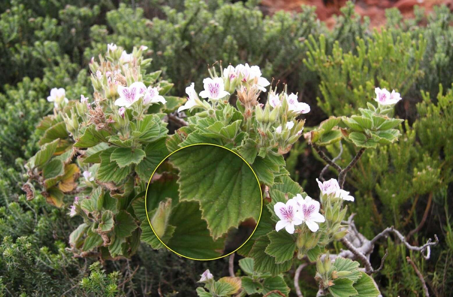 Слика од Pelargonium cucullatum subsp. cucullatum