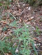 Image of awned bedstraw