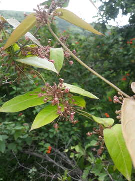 Image de Tylophora dalzellii Hook. fil.